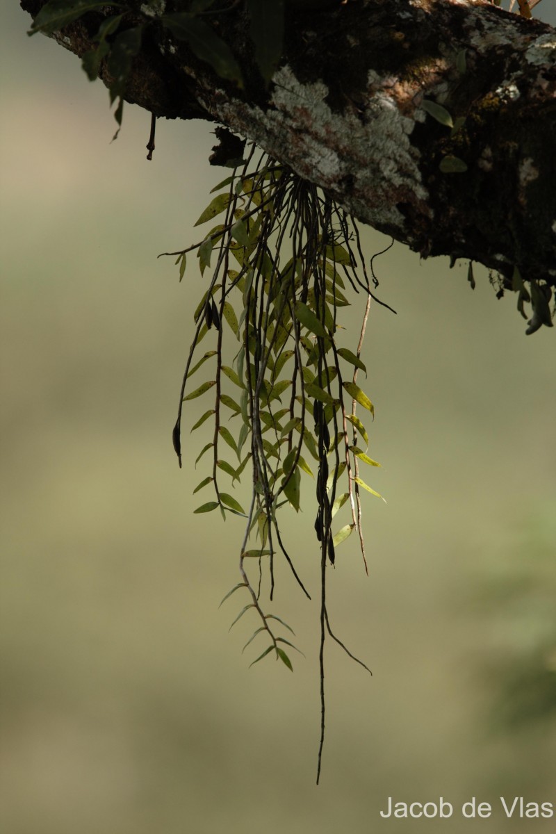 Dendrobium macrostachyum Lindl.